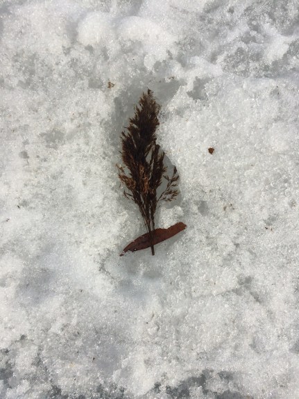 stanton_leaf-in-snow